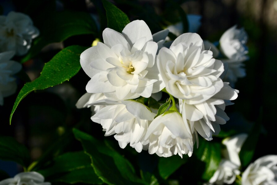 Weiße, duftende Jasminblüten in voller Blüte, mit mehreren Blütenblättern und grünen Blättern im Hintergrund